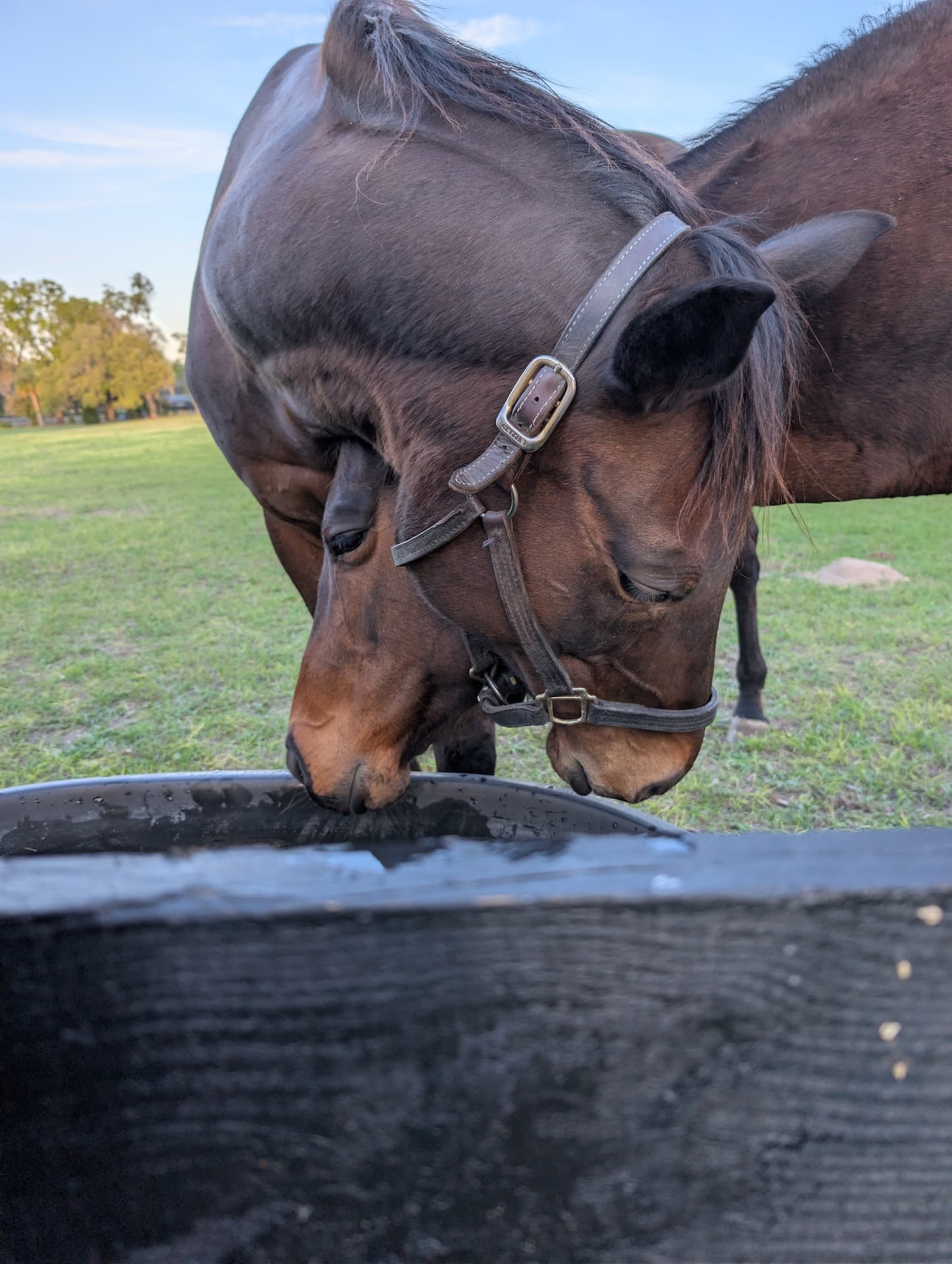 Horse at S&F Stables