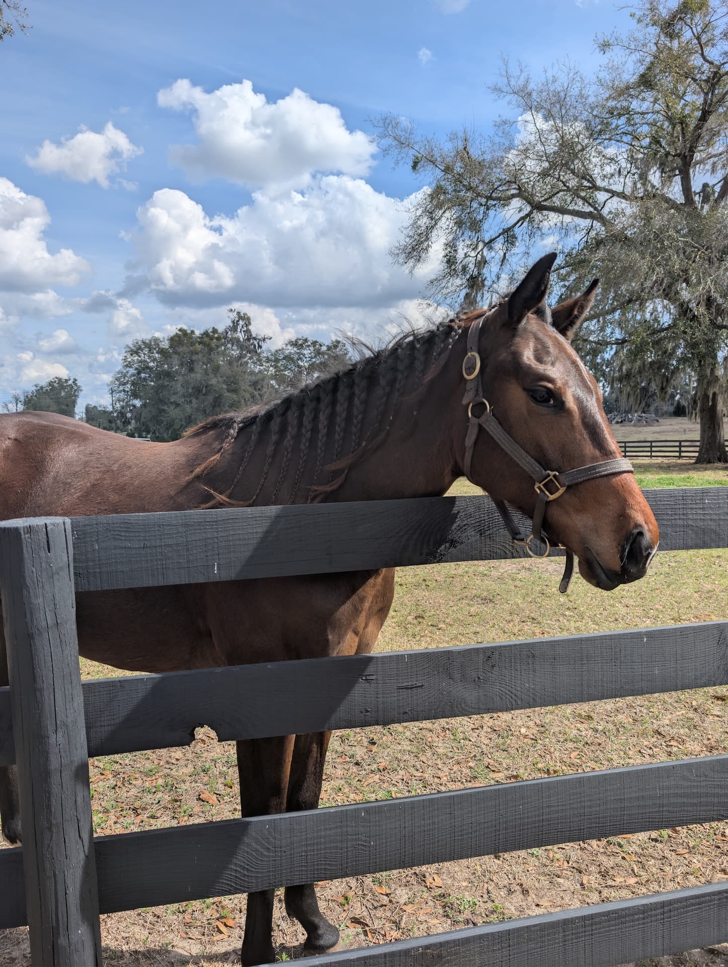 Horse at S&F Stables
