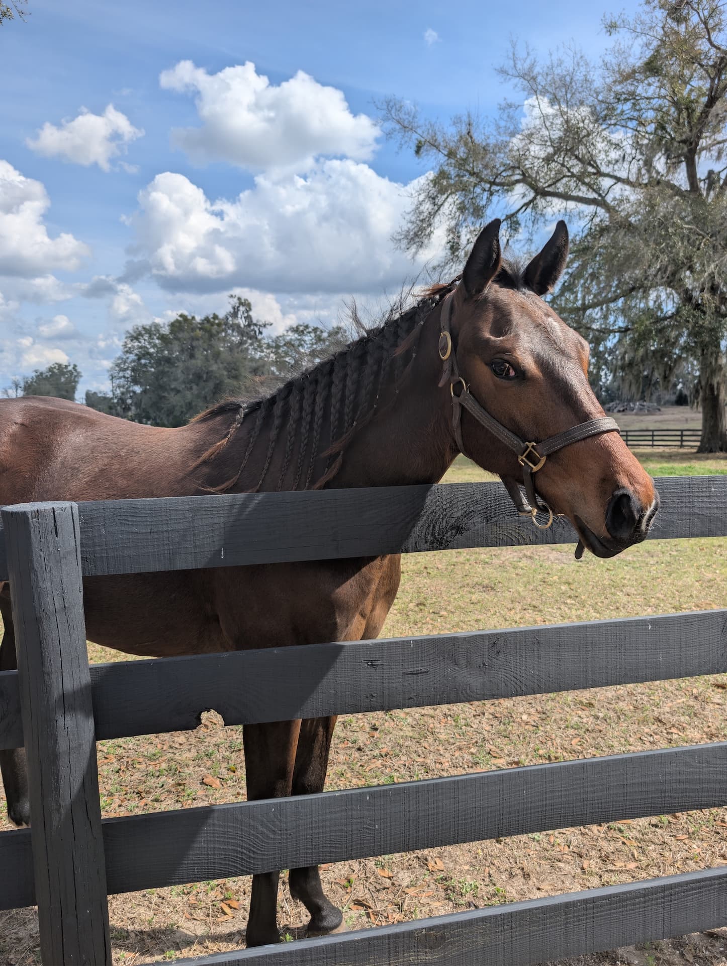 Horse at S&F Stables