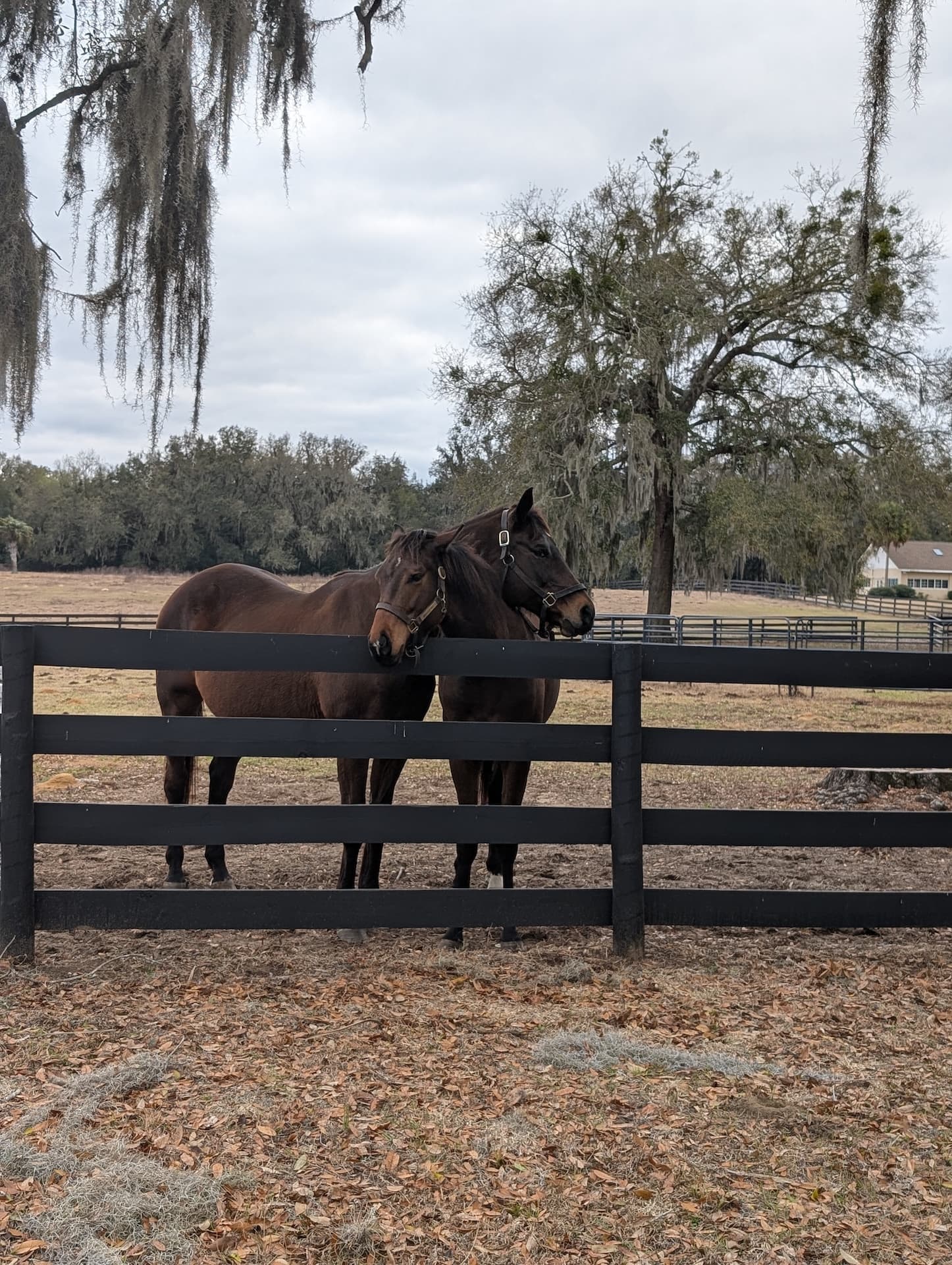 Horse at S&F Stables