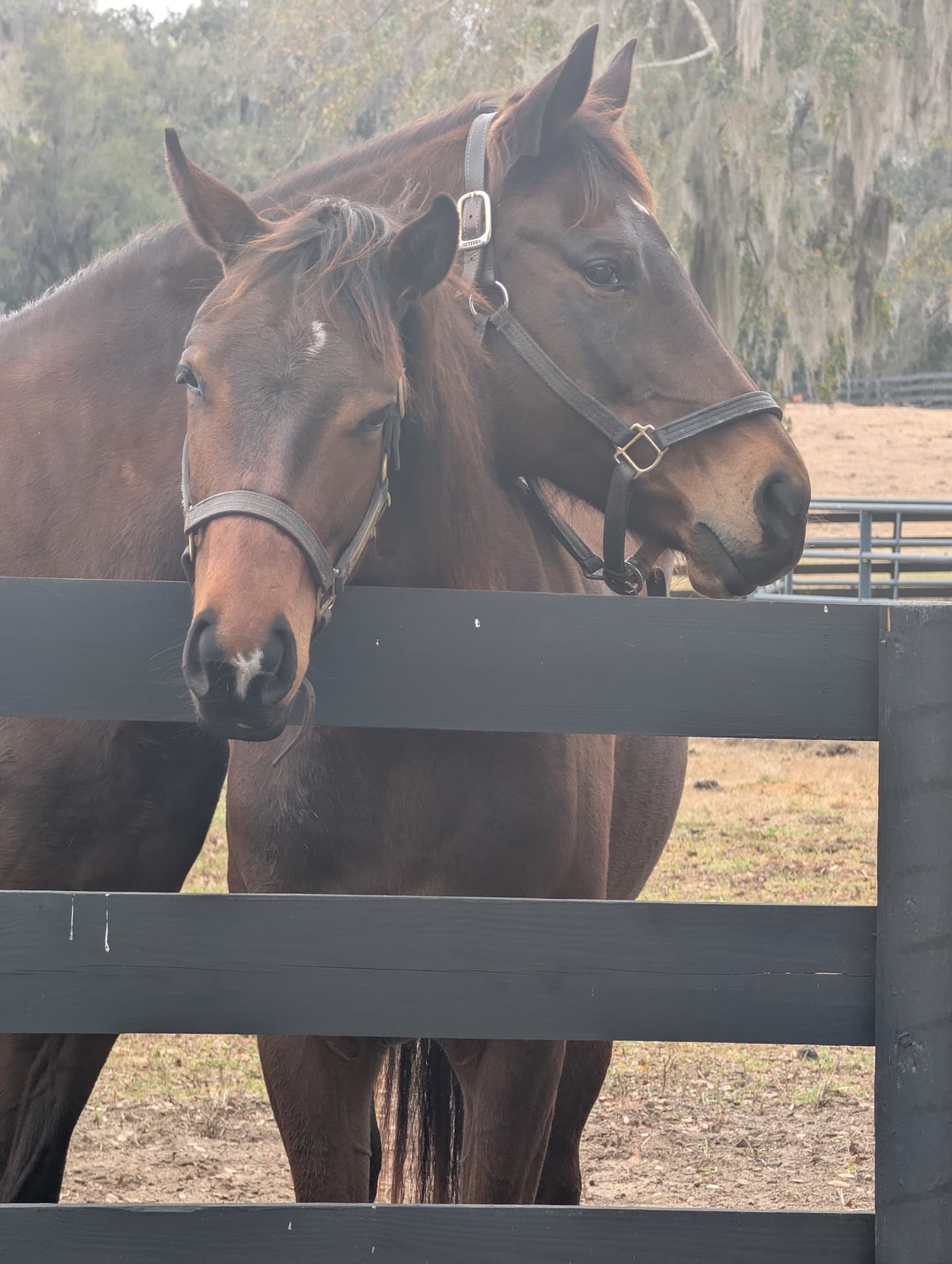 Horse at S&F Stables