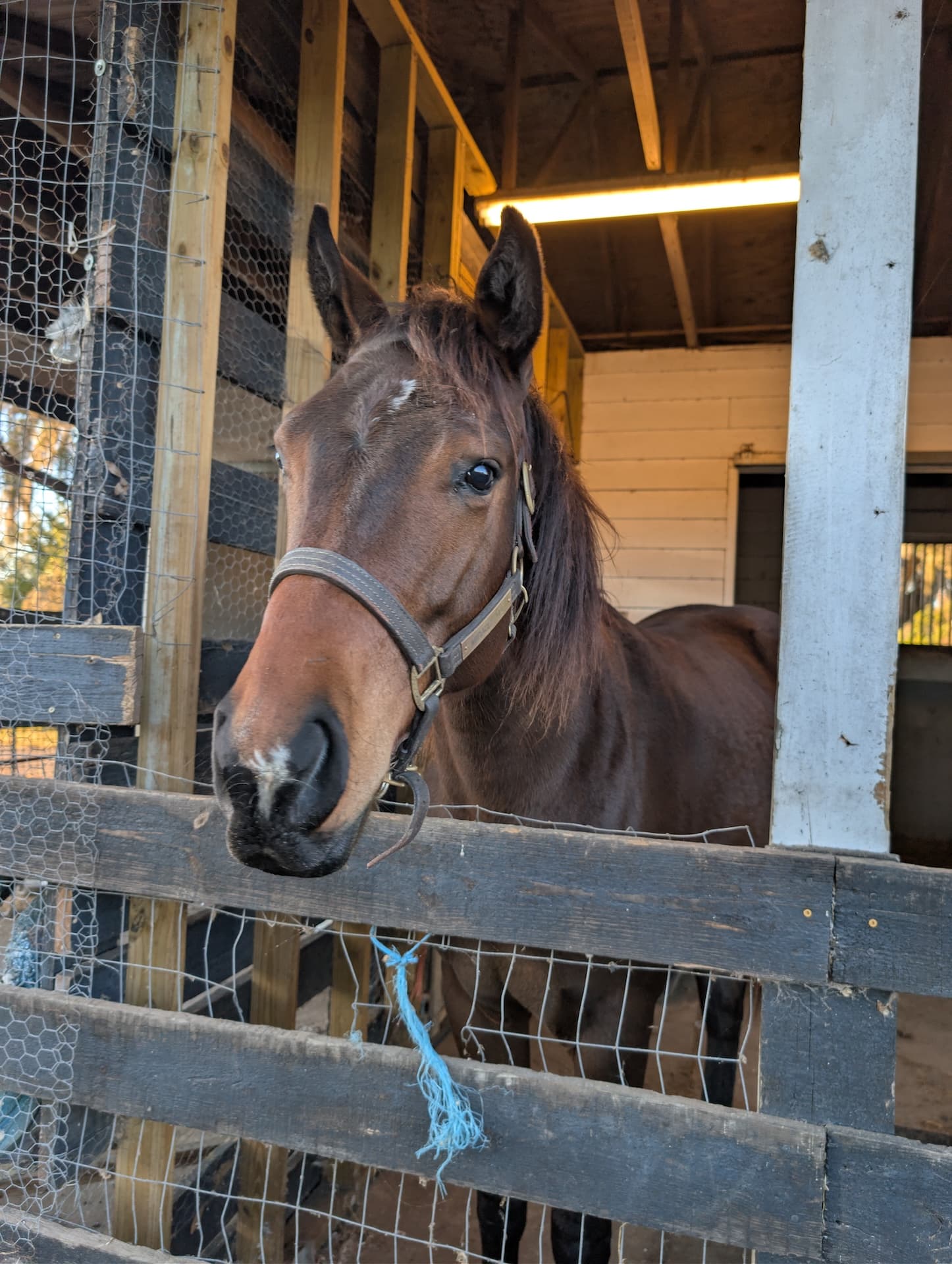 Horse at S&F Stables