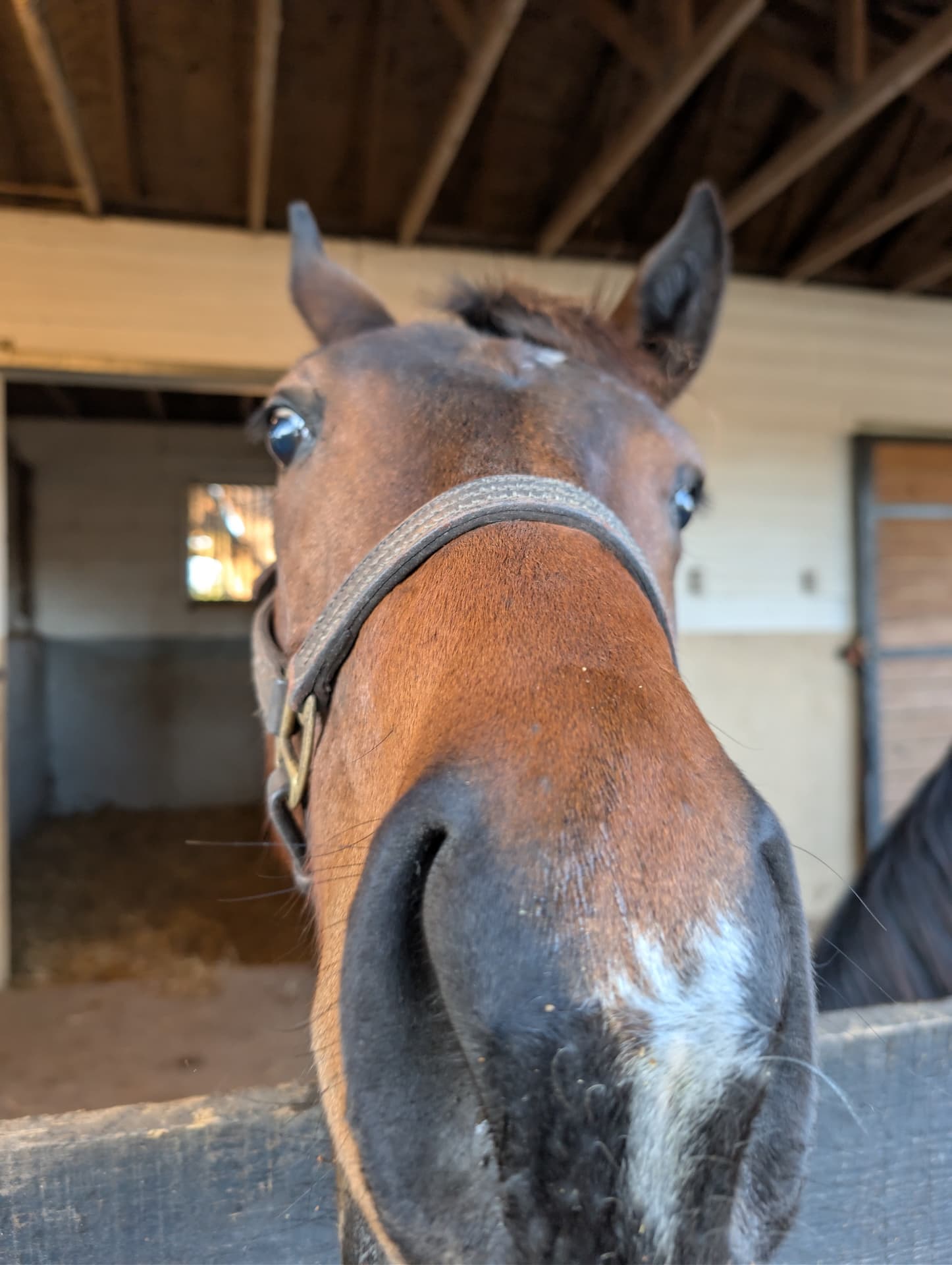 Horse at S&F Stables