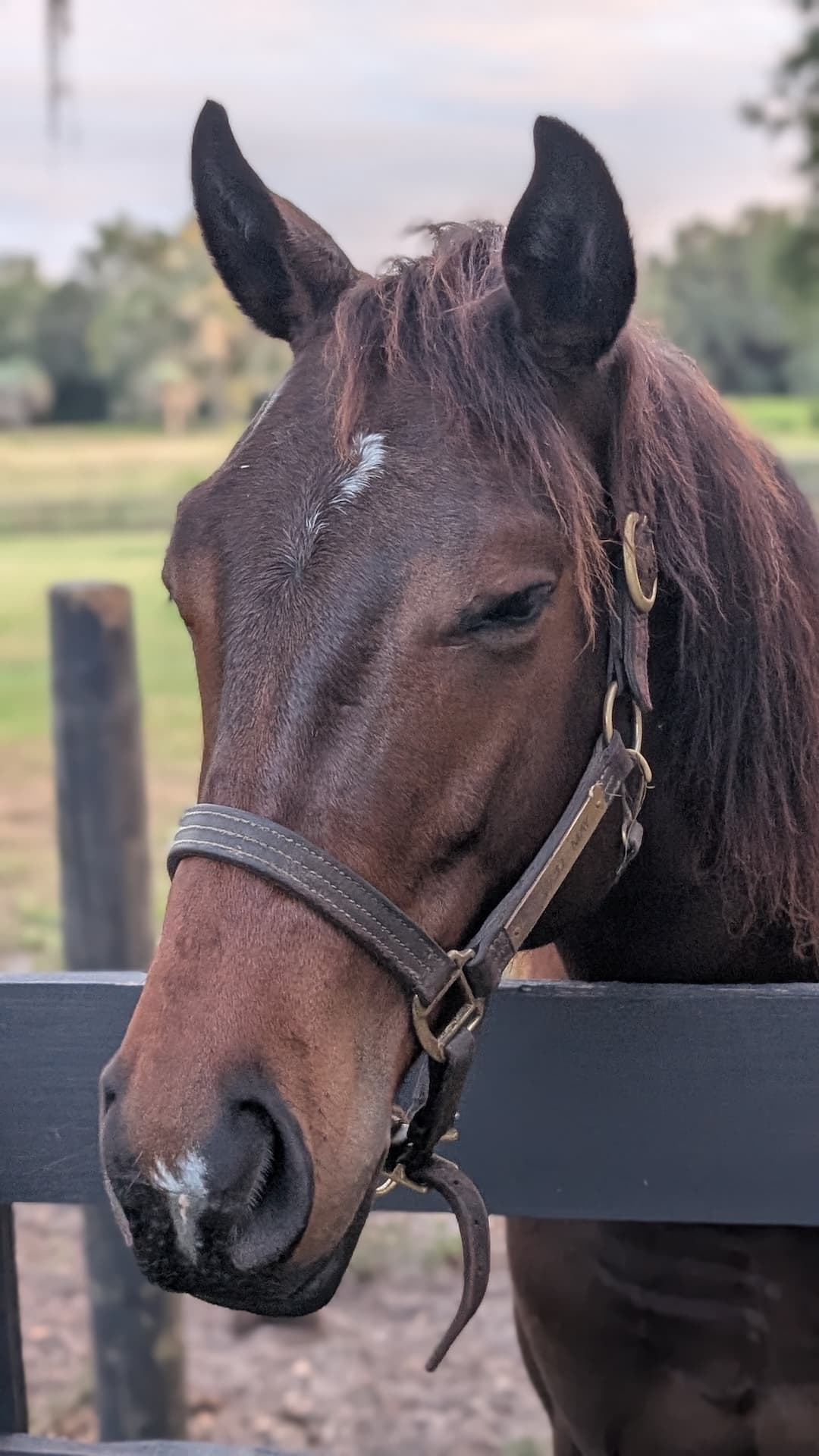 Horse at S&F Stables