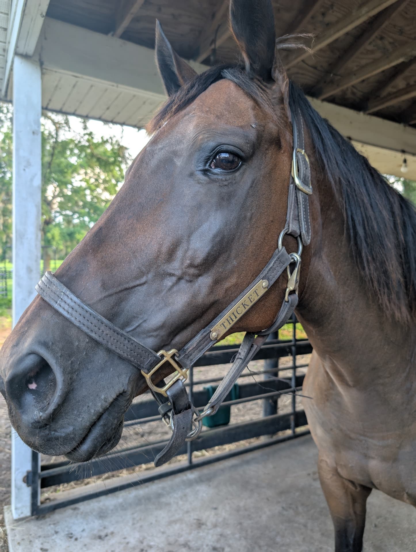 Horse at S&F Stables