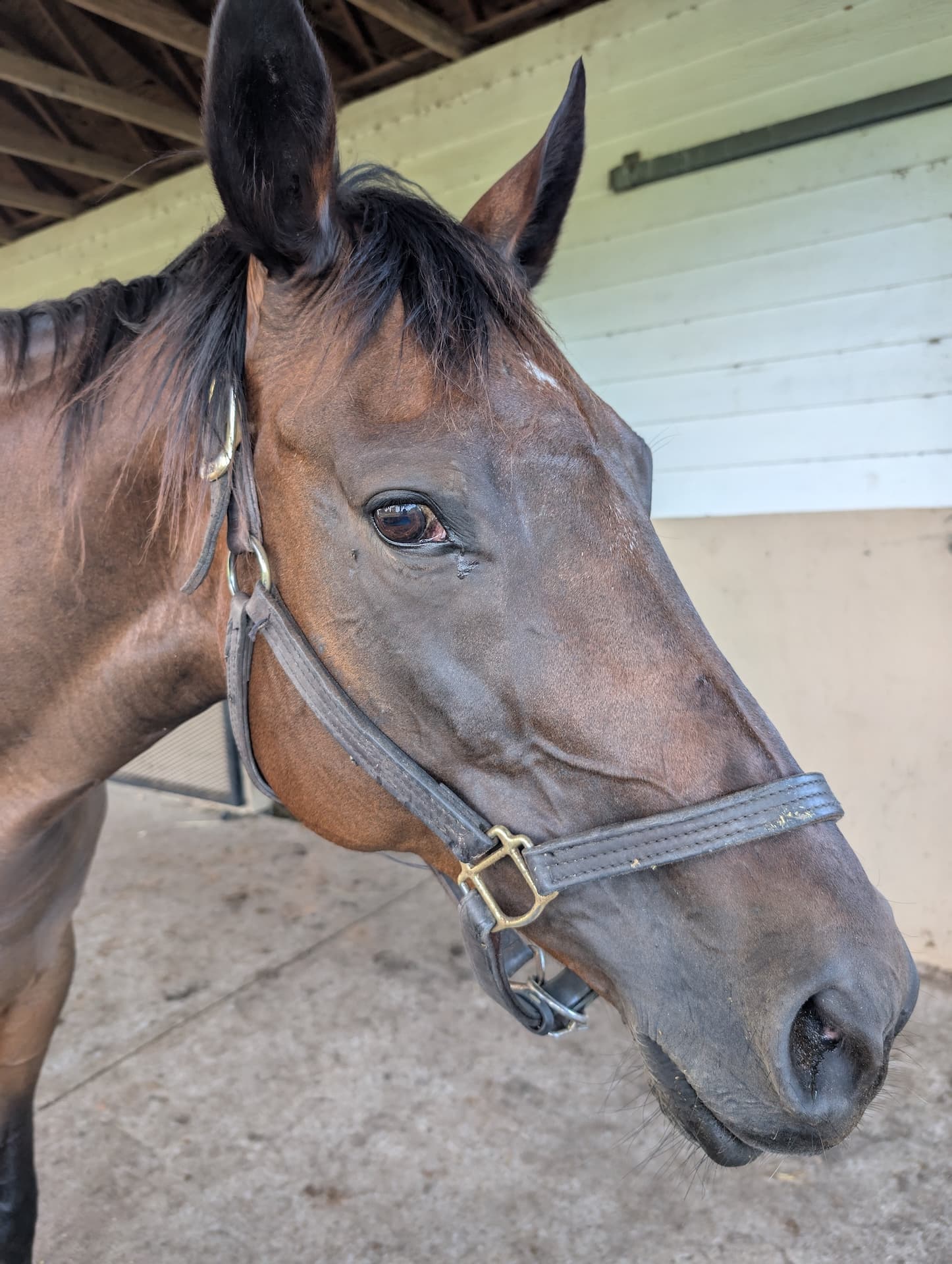 Horse at S&F Stables