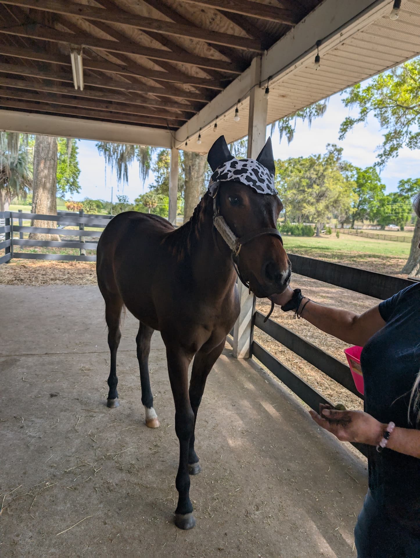Horse at S&F Stables
