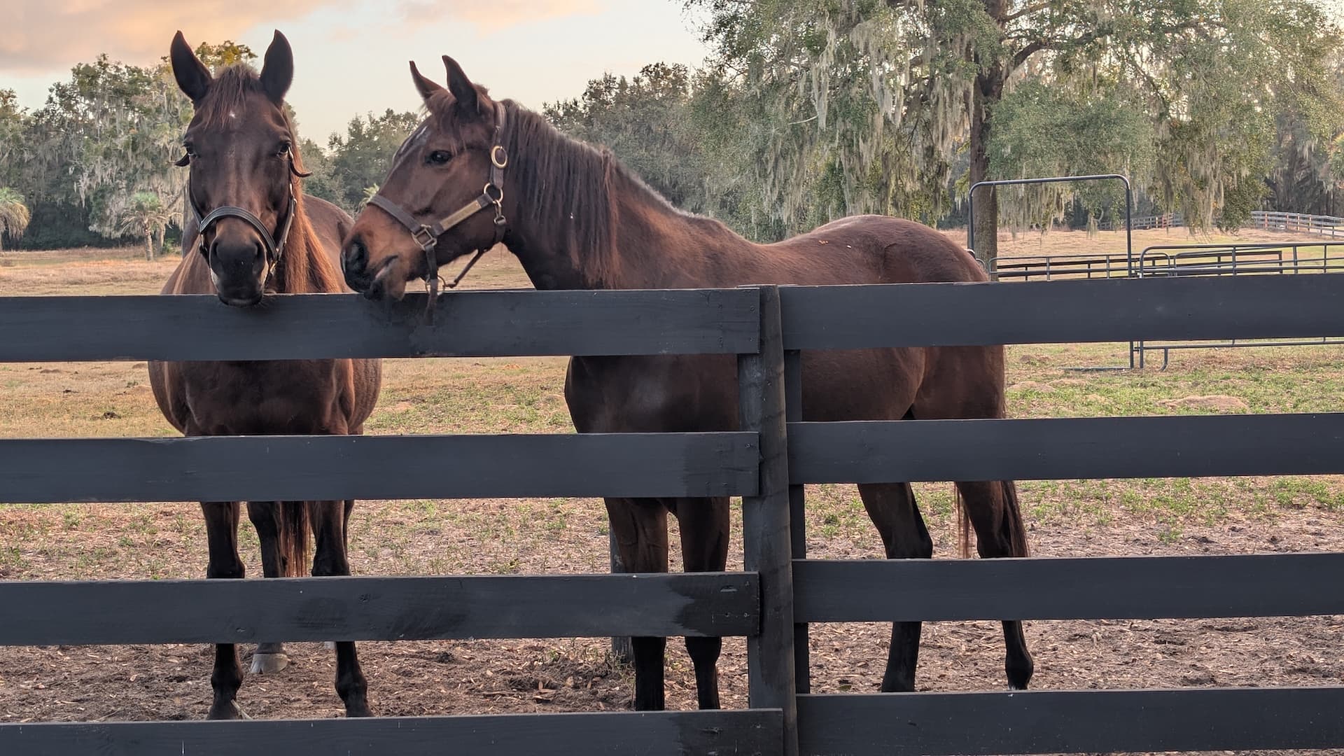 S&F Stables paddock
